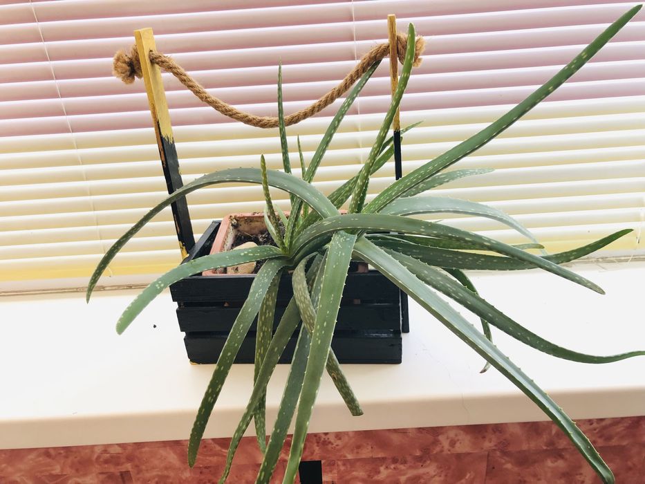 Продается алое