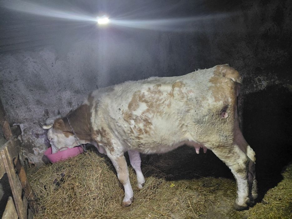 Vând vacă de 5 ani