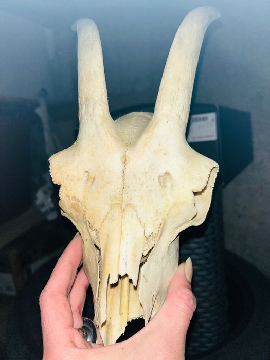 Рога за кукерски маски