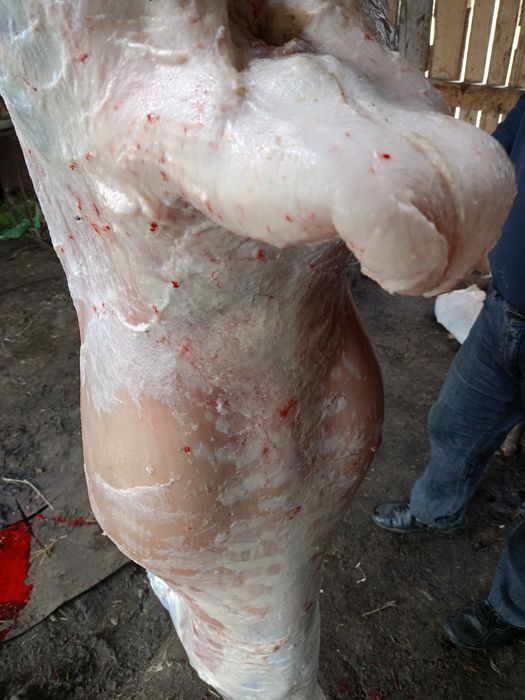 Продам жирных овечек.