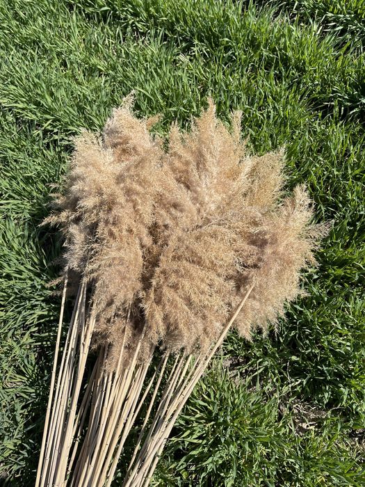 Пампаска трева за декорация