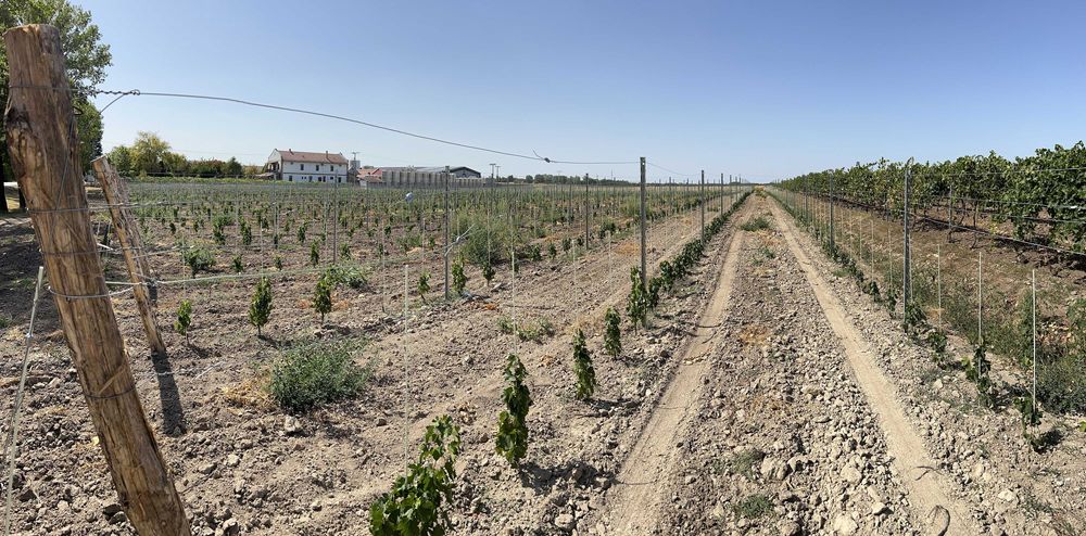 Araci/tutori  din fibra de sticla  pentru toate tipurile de plantatii.