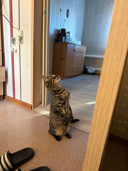 Продам бенгальского кота