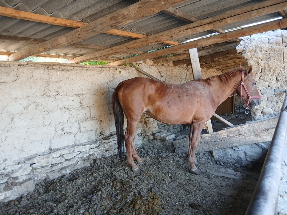 Байлау семиз айгыр бие бар