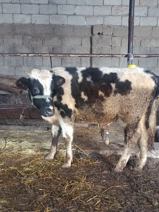 Буқа сатылады аа