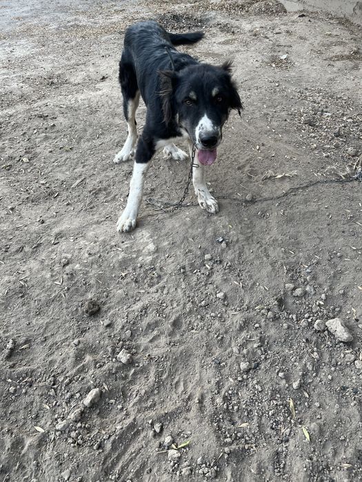 Собака ит Тигр баласы Белаводтық