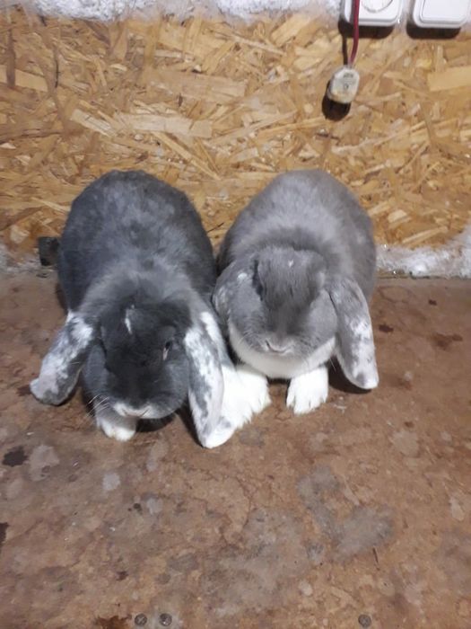 Кролики французский баран