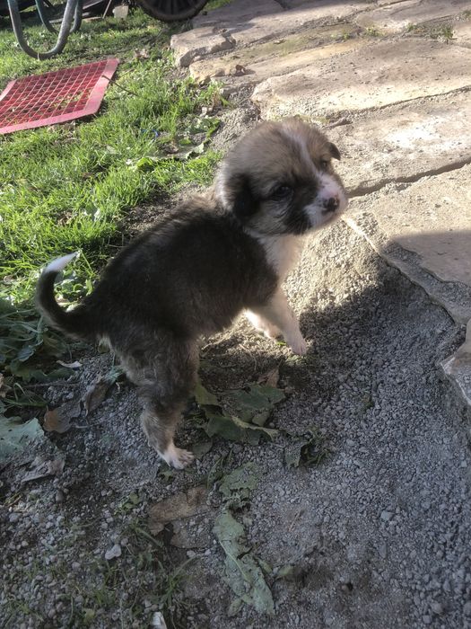 Подарявам малко кученце