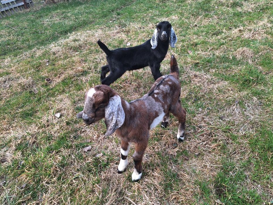 Iedute si iezi Anglo Nubian