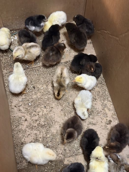 Цыплята под квочка