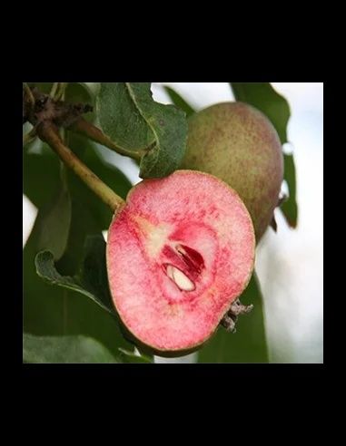 Par(Soiul Busuioace )