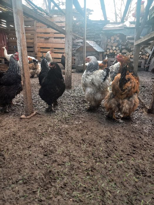 Vând oua pentru incubat