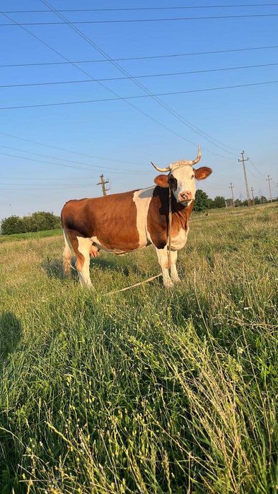 Vaci de vanzare 13 lei/kg -negociabil