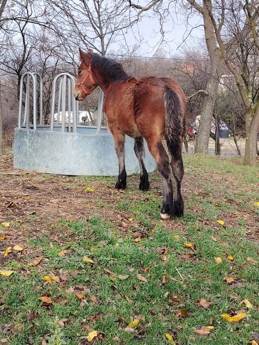 Vând mânză de 5 luni