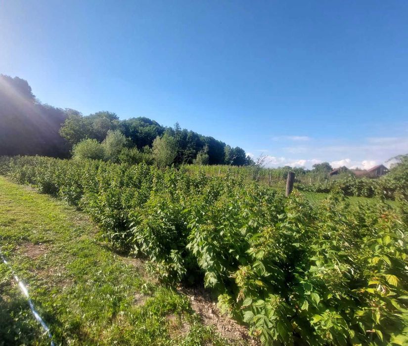 Gem de zmeura natural