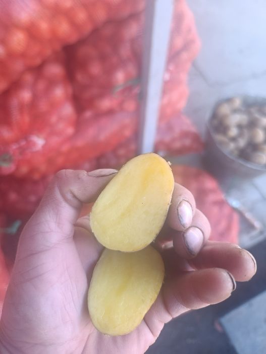 Домашняя картошка семенная сорт гала