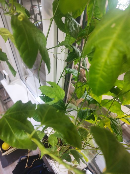 Пасифлора (маракуйя)