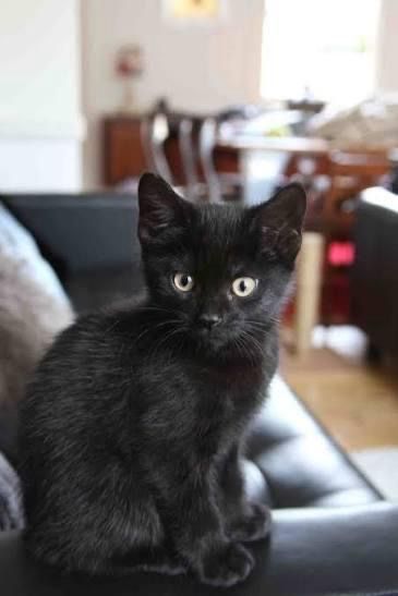 Котята от кошки крысолова
