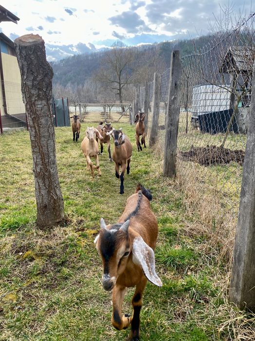 Iezi Anglo nubian metis cu alpin francez