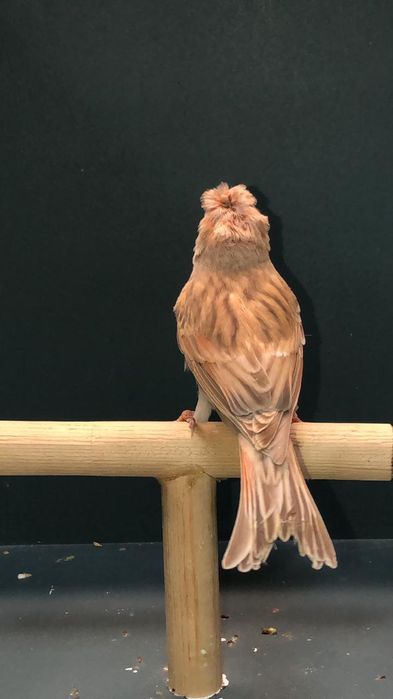 Канарейка (Кенор) самец