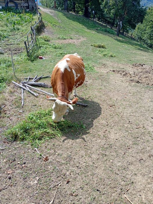 Vacă de vînzare gestantă de 8 luni vacă are 8 ani