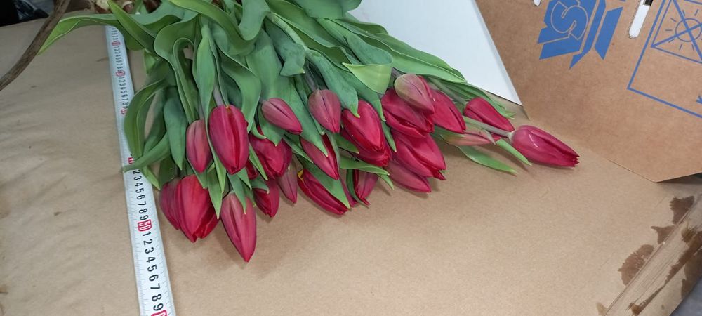 Тюльпаны оптом цветы
