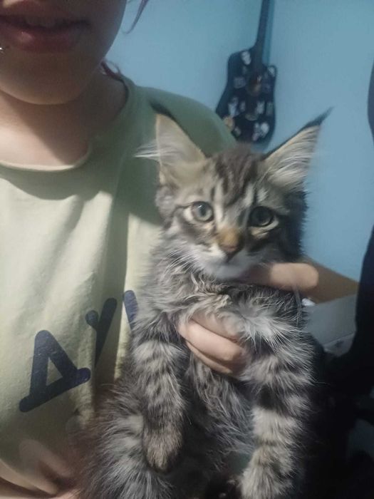 Котенок, мальчик.