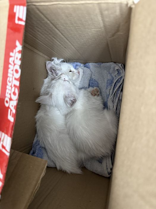 маленькие котята