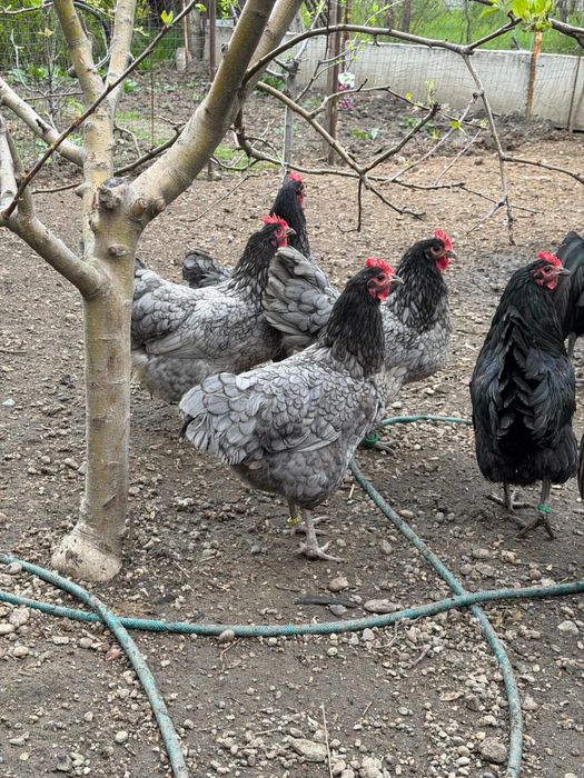 Disponibile familii australorp negru si albastru