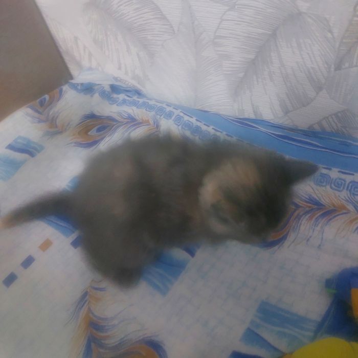 Отдам котят маленьких