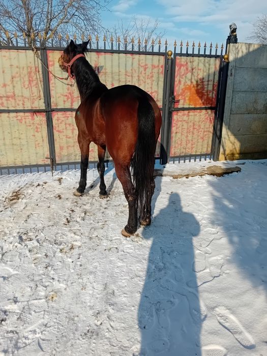 Căruță și iapă trapasă