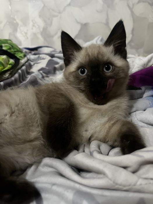 продам сиамского котенка