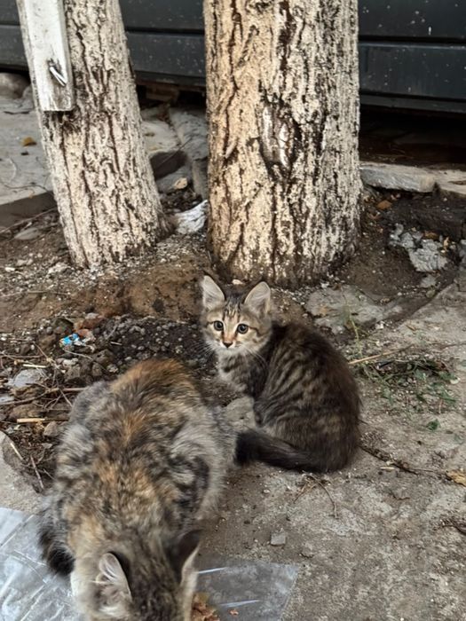 Котенок в добрые руки