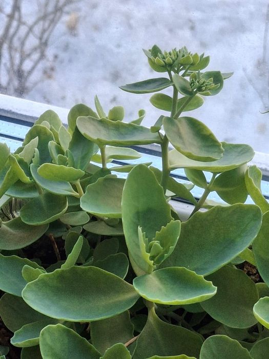 Продам домашние цветы