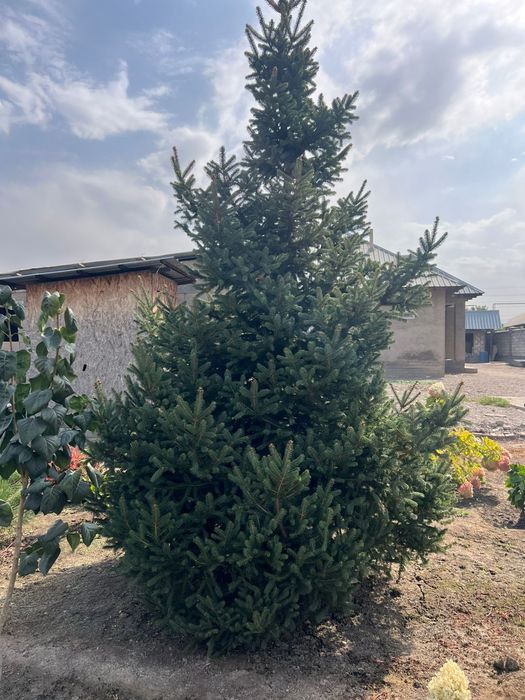 Продам елки, туи , цветы