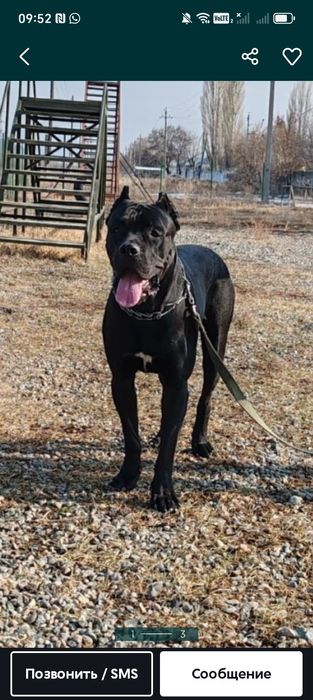 Кане Корсо продам кабель