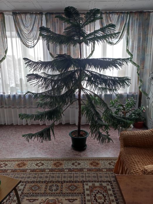 Араукария комнатное растение