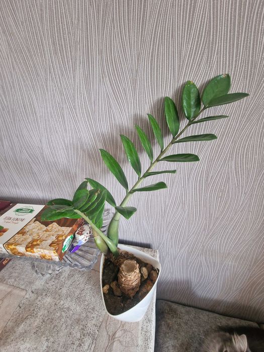 Цветок Замиакулькас.