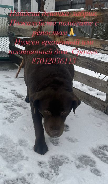 Найдена собака, лабродор.