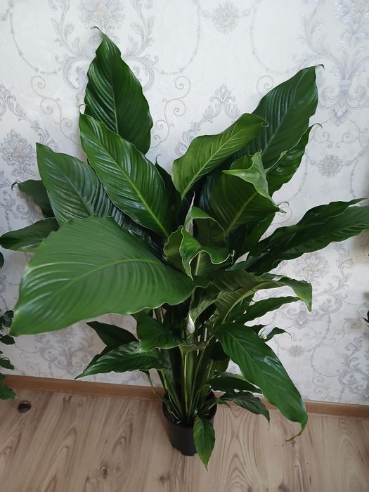 Комнатные растения