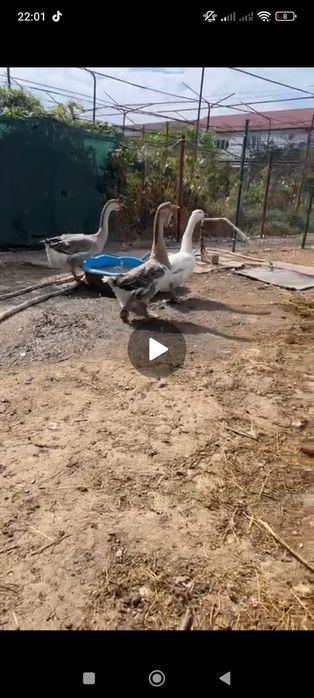Vând 2 gâște și un gâscan leșești