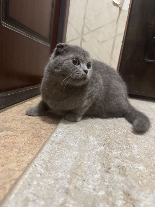 Кошка скотиш фолд .