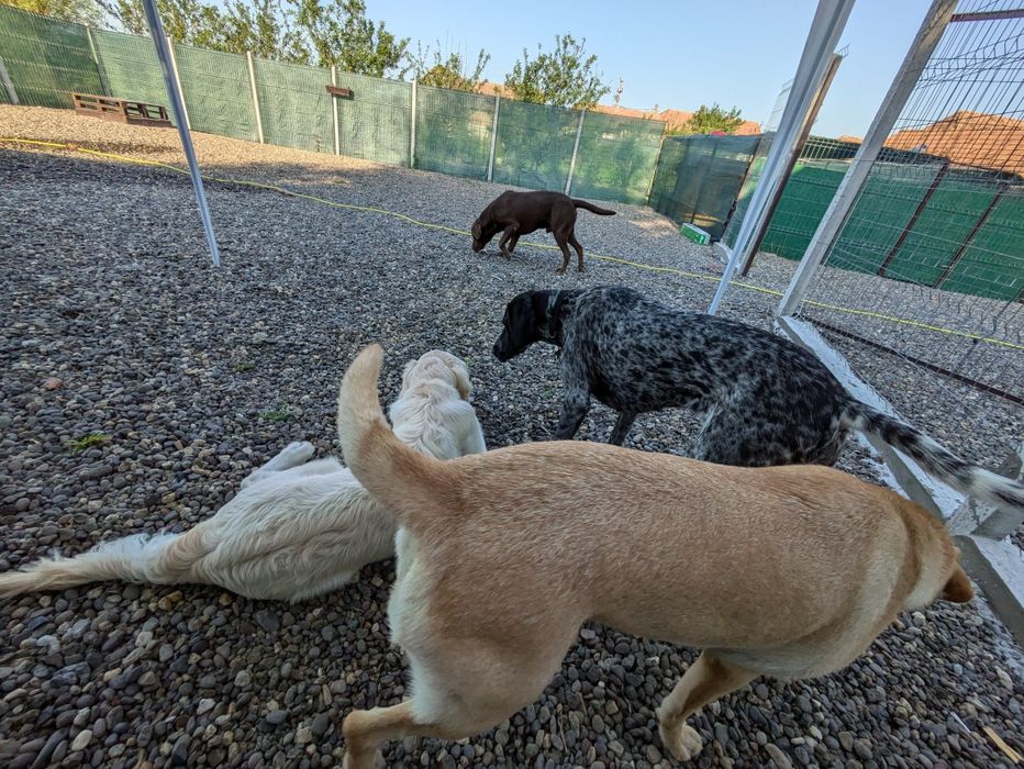 Cazare câini , pensiune canină