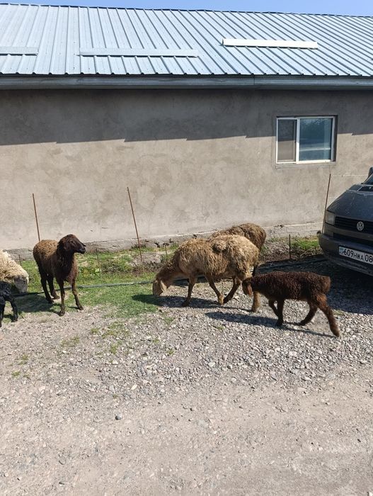 Продаются матки с ягнятами