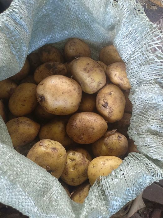 Продам картофель картошку из огорода