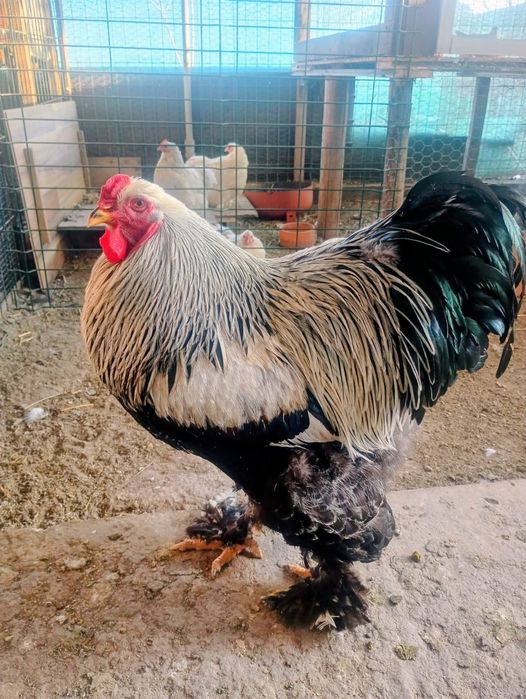 Vând cocoș brahma
