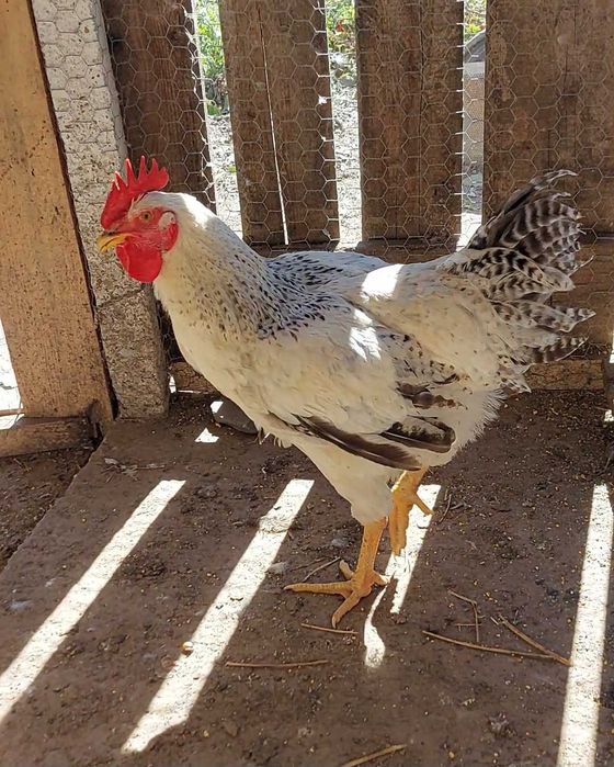 Moțată olandeză pitică, cocoș, rățoi, brahma. Schimb