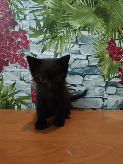 Отдадим котят в добрые руки
