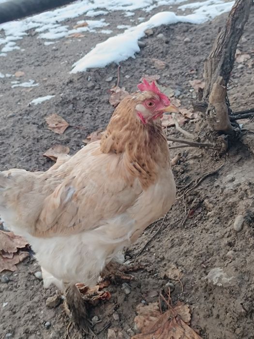 Тауықтар сатлады