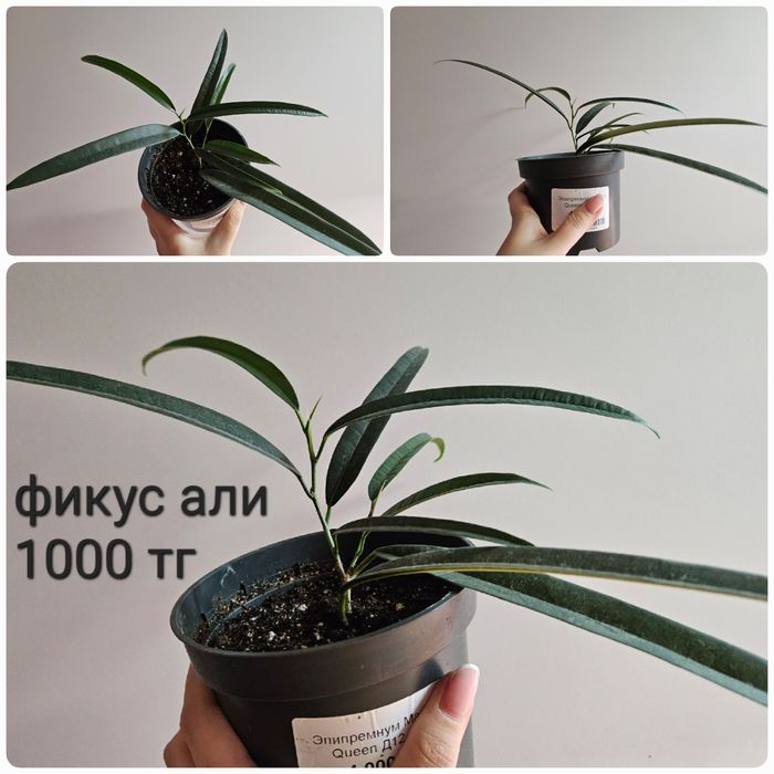 Фикус али, барок